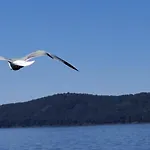 Sollei
