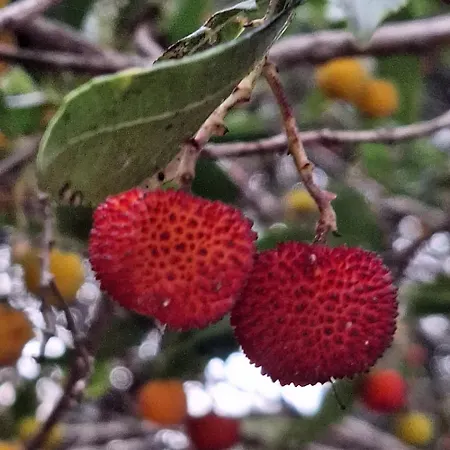 Sollei Апартаменты Петрчане