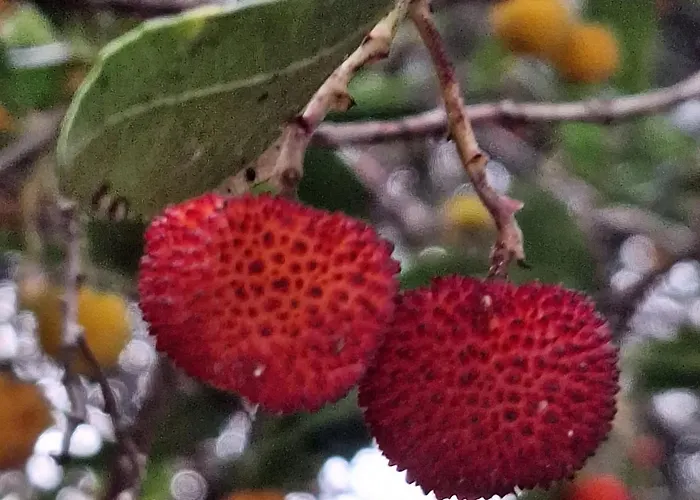 Sollei Apartment Petrčane